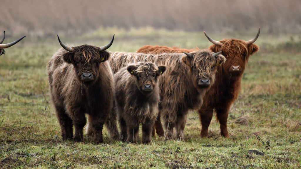 Walging ondernemen Persoonlijk Schotse Hooglander kopen | Kudde Groot Eiland